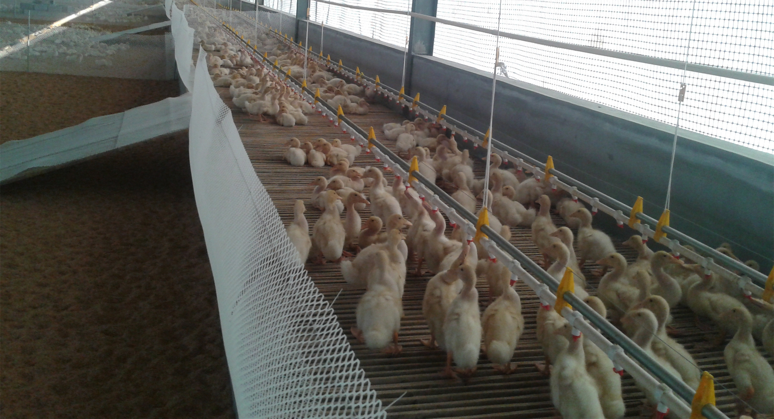 ��Ѽ�豸-Ѽ ˮ��